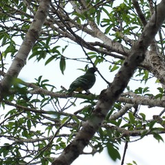 Drepanoptila holosericea