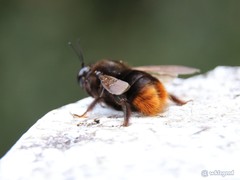 Xylocopa bomboides
