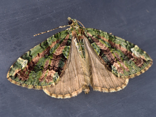 Žalsvoji cidarija nuotrauka