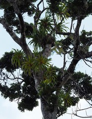 Freycinetia arborea