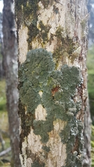Coccocarpia palmicola image