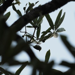 Myzomela caledonica