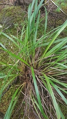 Dianella latissima