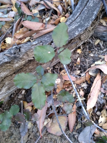 iNaturalist observation photo of hollyleaf redberry