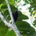 New Caledonian Crow - Photo (c) Jakob Fahr, some rights reserved (CC BY-NC), uploaded by Jakob Fahr