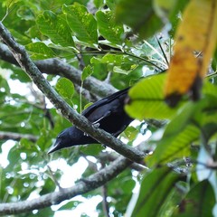 Corvus moneduloides