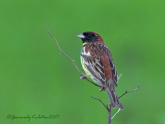 Emberiza aureola