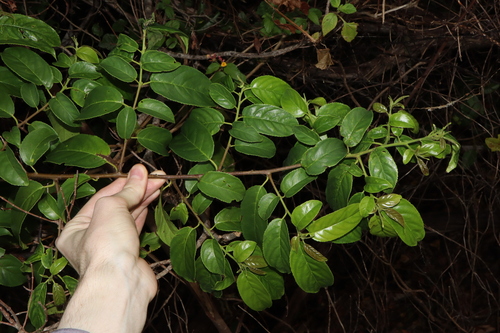 Rhamnus napalensis observed 2023-05-23