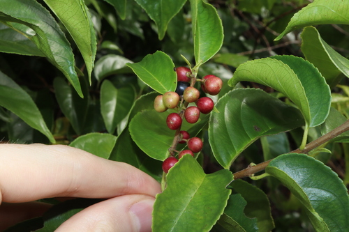 Rhamnus napalensis observed 2023-05-23