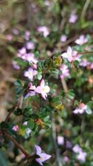 Boronia algida
