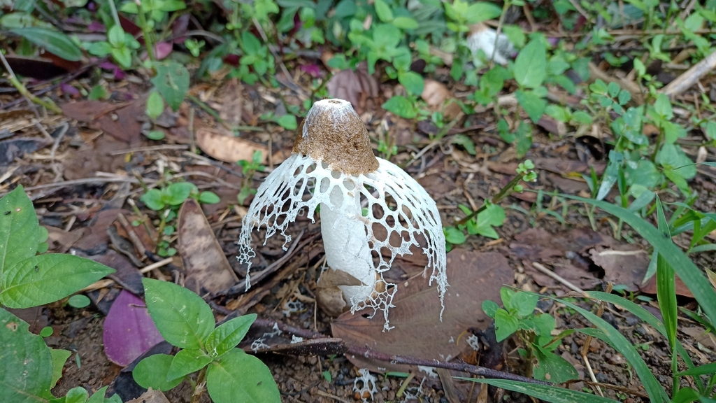 Phallus merulinus · June 2023 · photo: © biomartita (iNaturalist, cc-by)