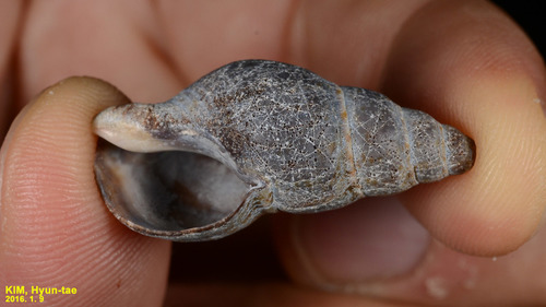 Japeuthria ferrea