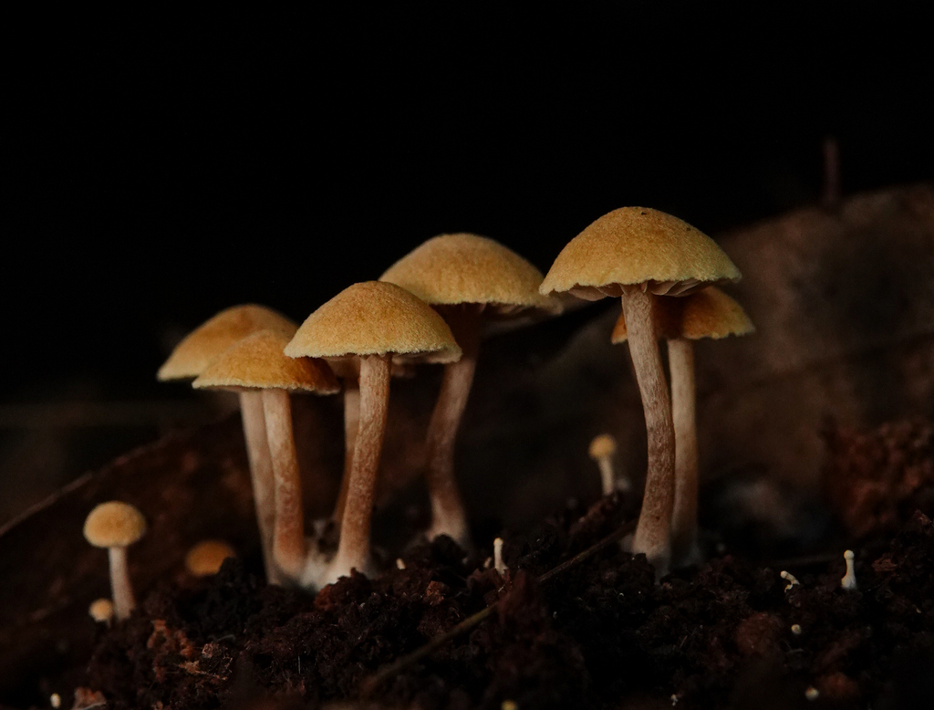 Common Gilled Mushrooms and Allies from Sydney NSW, Australia on June