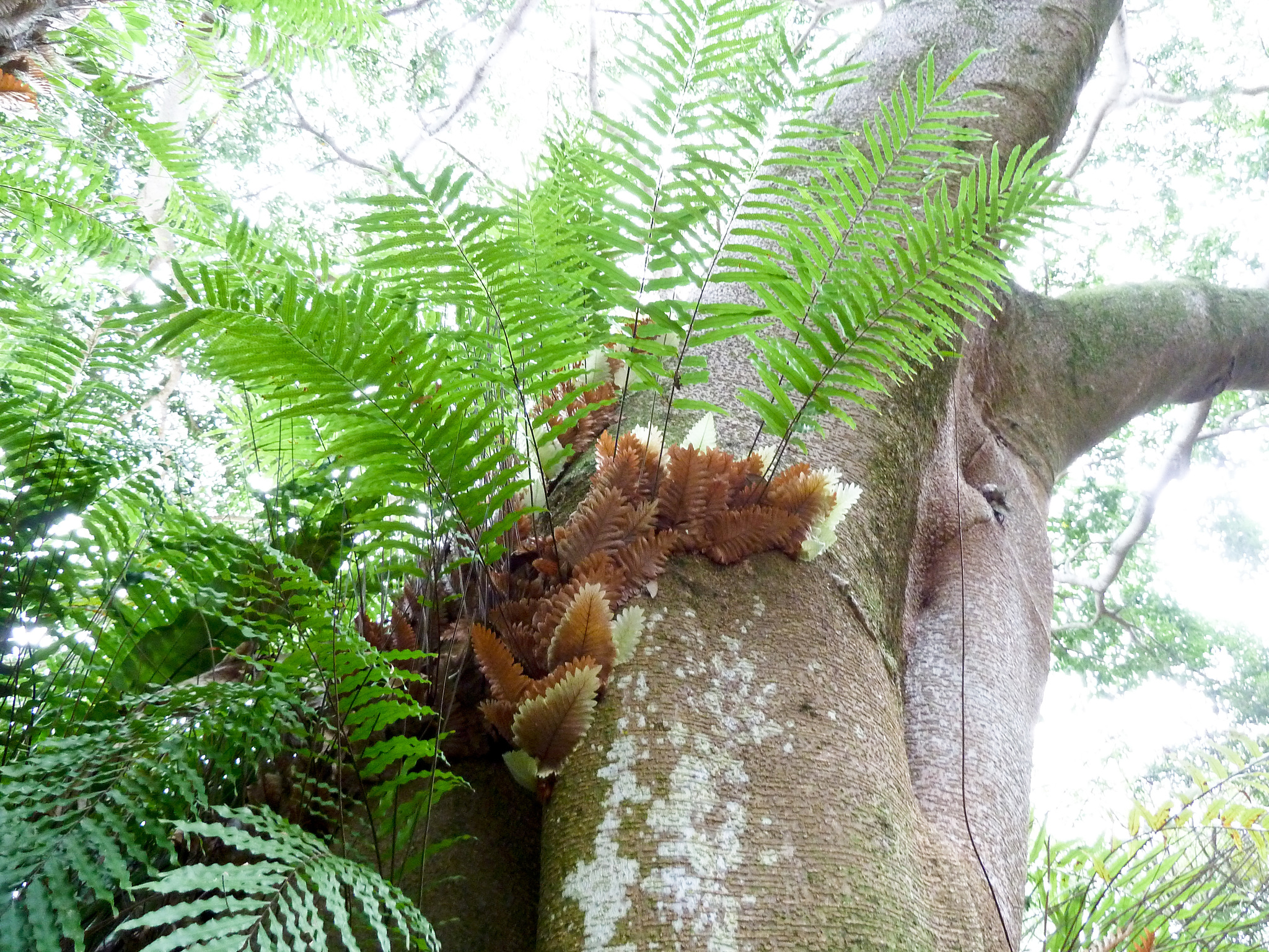 Drynaria rigidula