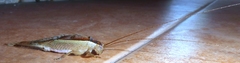Podoscirtini
