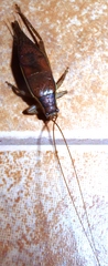 Podoscirtini