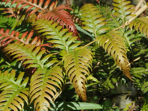 Image of Woodwardia unigemmata by no rights reserved