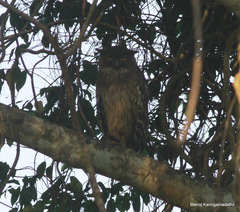Ketupa zeylonensis