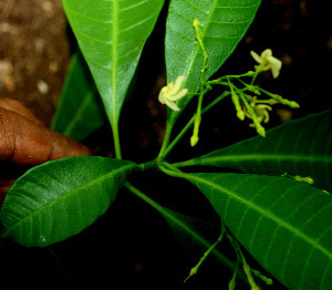 Tabernaemontana alba