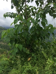 Gmelina arborea