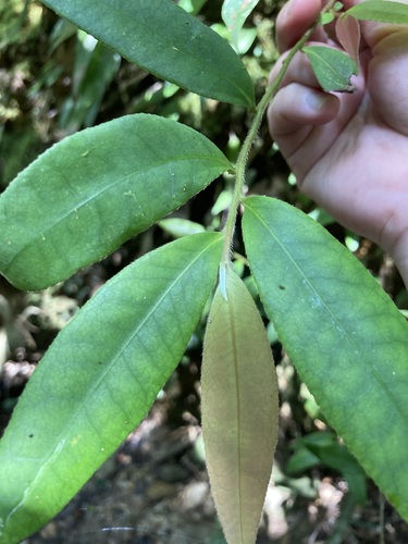 Adinandra ryukyuensis iNat (1)