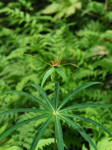 Paris lancifolia, photograph 2