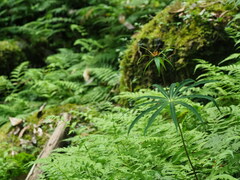 葉子, CC0, iNaturalist via GBIF Paris lancifolia, photograph 葉子, CC0, iNaturalist via GBIF