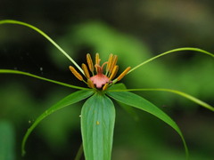 Paris lancifolia
