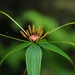 Paris polyphylla stenophylla - Photo Δεν διατηρούνται δικαιώματα, uploaded by 葉子