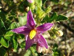 Solanum rubetorum