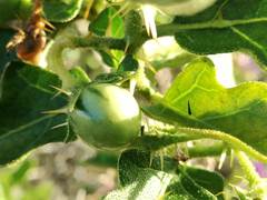 Solanum rubetorum