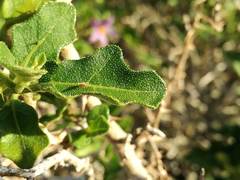 Solanum rubetorum