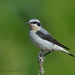Northern Wheatear - Photo (c) Геннадий, some rights reserved (CC BY-NC), uploaded by Геннадий