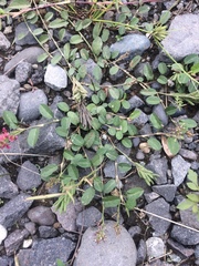 Indigofera spicata