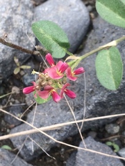 Indigofera spicata