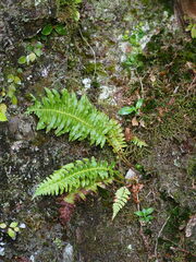 Plagiogyria stenoptera, photograph author not stated, no rights reserved