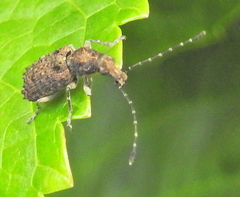 Holophloeus nigellus