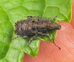 Holophloeus nigellus