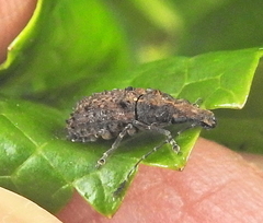 Holophloeus nigellus