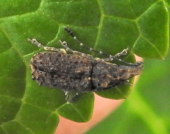Holophloeus nigellus