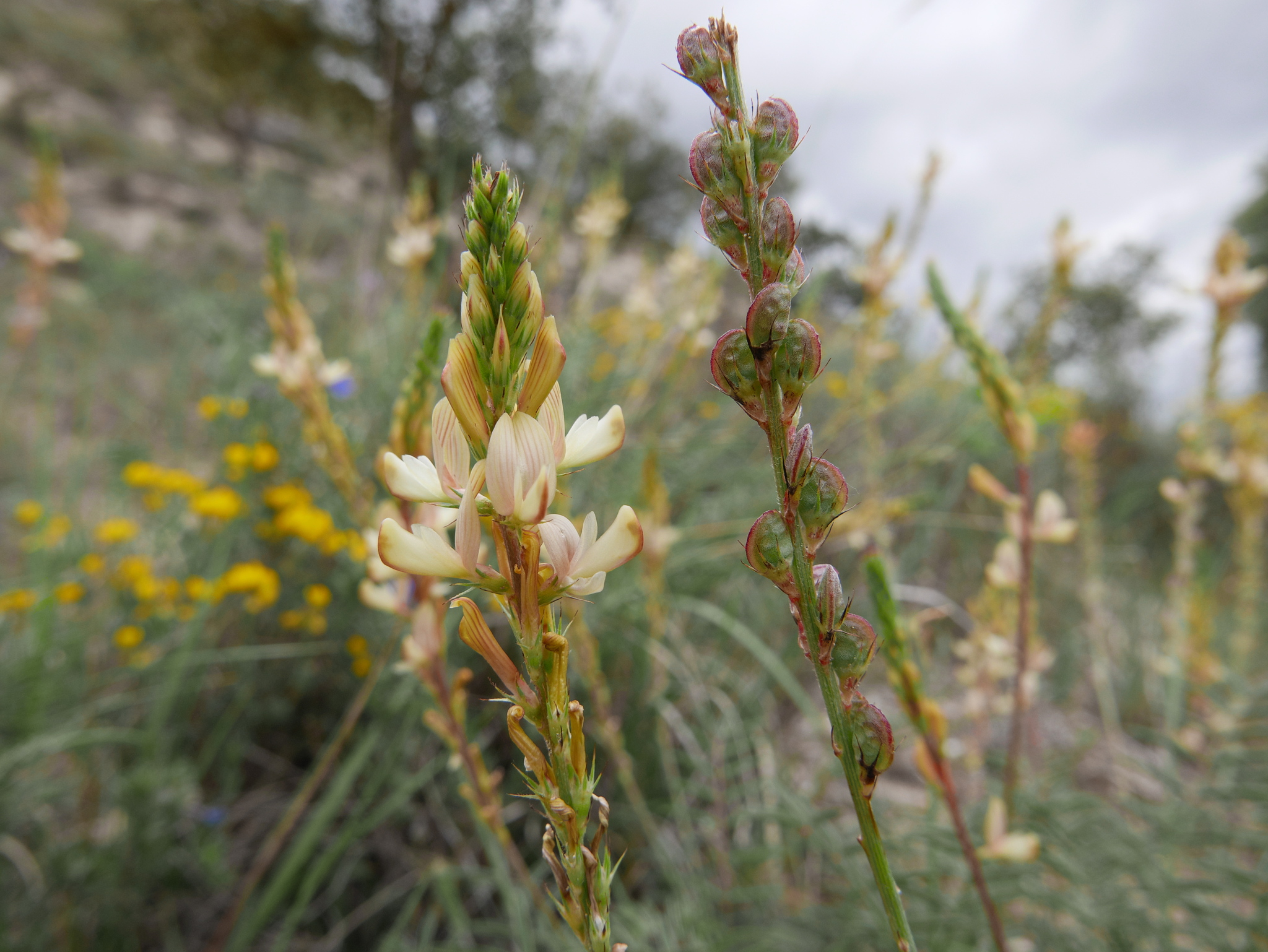 Onobrychis saxatilis