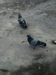 Columba livia