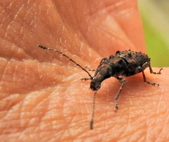 Holophloeus nigellus