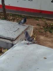Columba livia