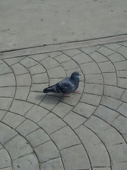 Columba livia