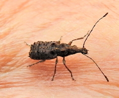 Holophloeus nigellus