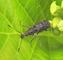 Holophloeus nigellus