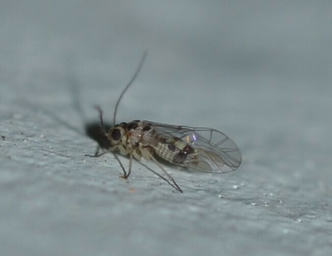 Blastopsocus variabilis