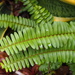 Sword Ferns - Photo (c) sunnetchan, some rights reserved (CC BY-NC-SA)