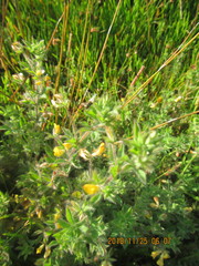 Lotus suaveolens